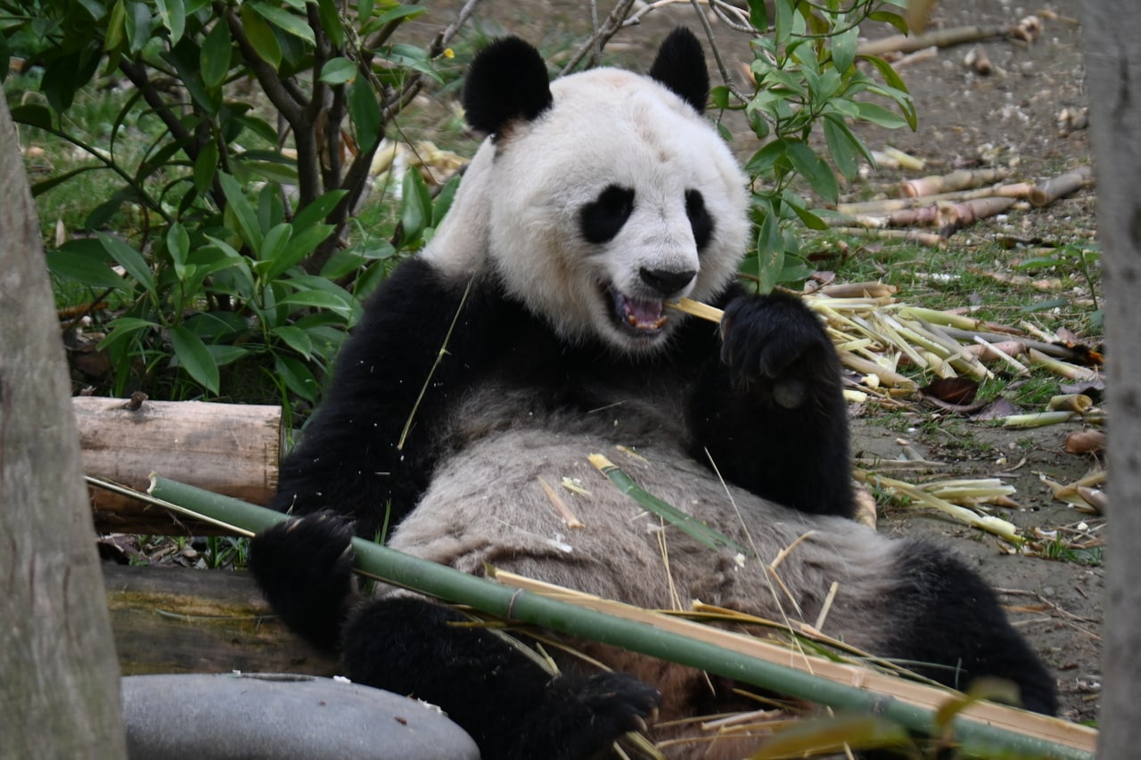 スペインのマドリード動物園から2024年3月に帰国したメスの花嘴巴（ファズェイバー）。（2026年4月28日、筆者撮影）