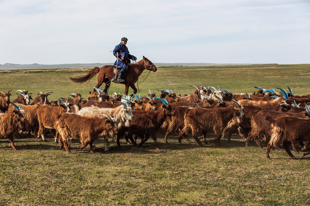 遊牧民による昔ながらの方法の放牧によって、大自然の中で暮らす山羊たち。