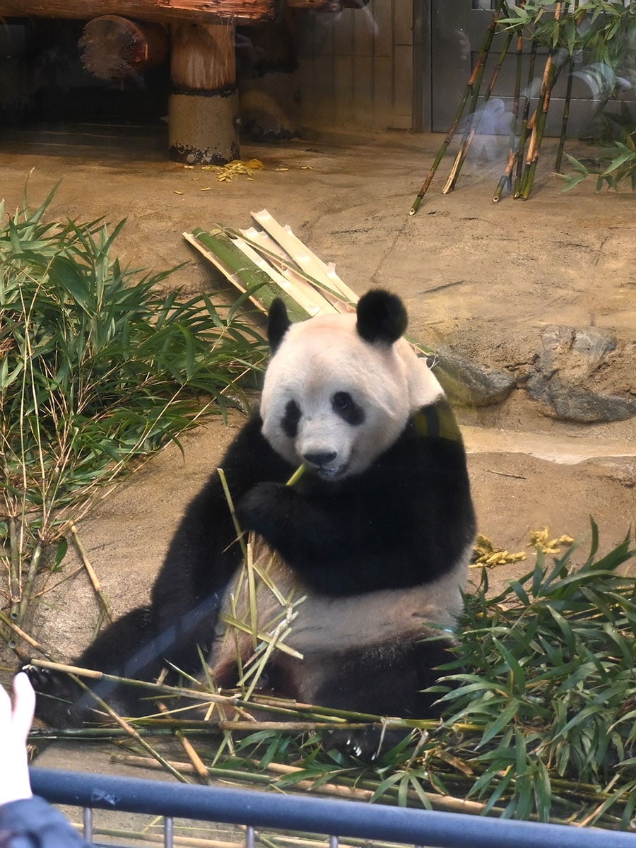 観覧通路の近くで竹を食べるシャンシャン（2023年2月19日、上野動物園）