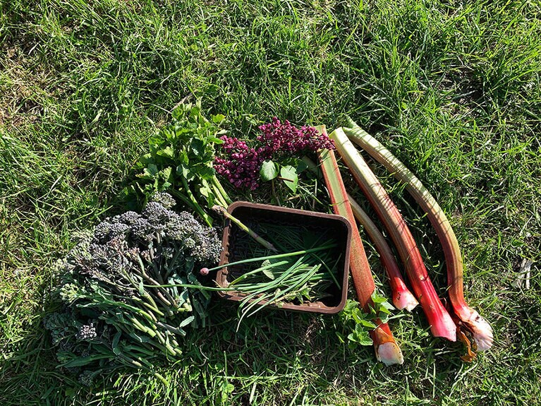 こんな感じに収穫物を毎日、畑から持ち帰り。©Kazuyo Yasuda