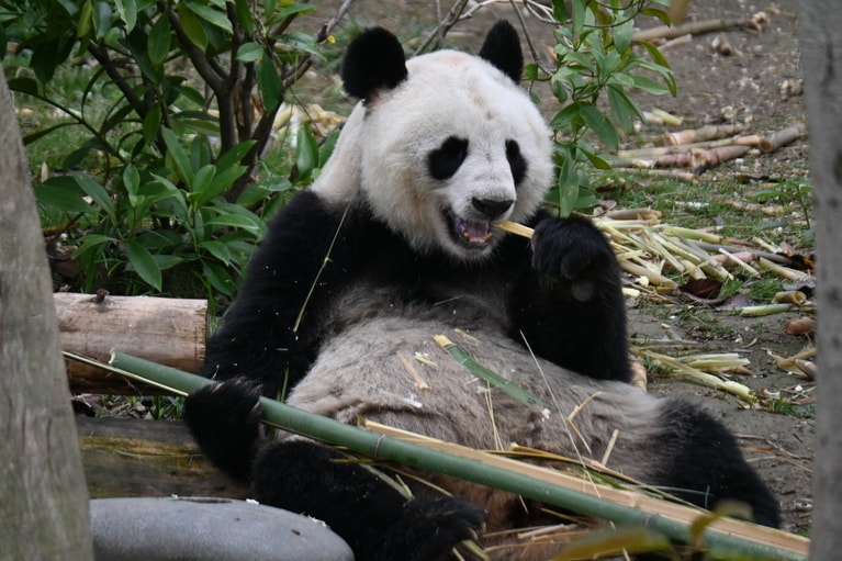 スペインのマドリード動物園から2024年3月に帰国したメスの花嘴巴（ファズェイバー）。（2026年4月28日、筆者撮影）