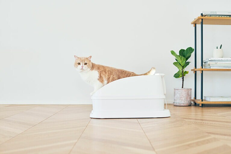 「Toletta」は、カメラ搭載の猫トイレ。トイレのたびに、その様子を動画と静止画で自動記録。愛らしい姿が見られるのも嬉しい。