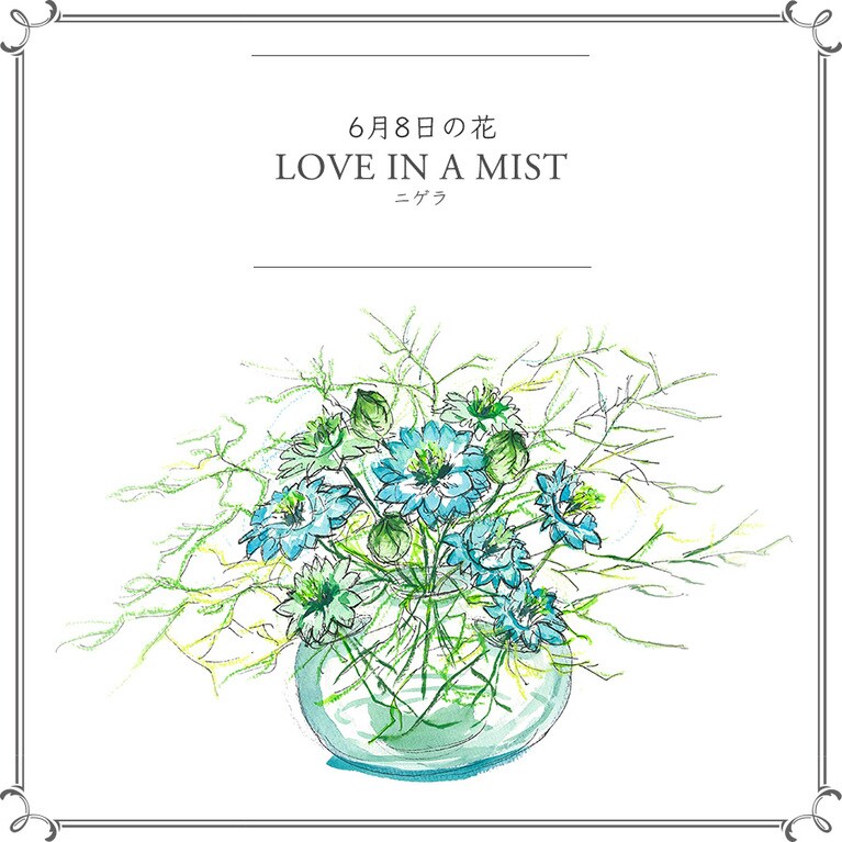 【6月8日の花】ニゲラ