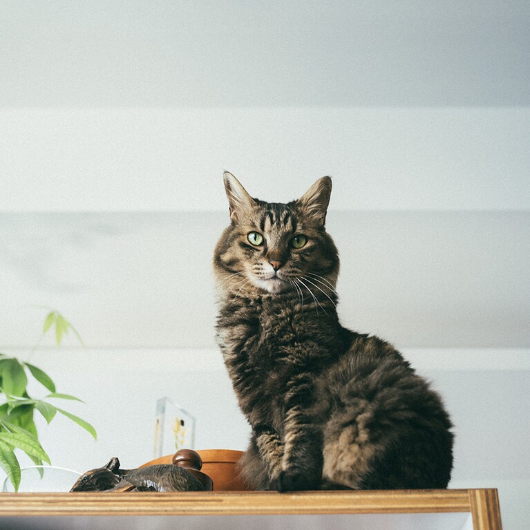 下から撮ったデコちゃん。