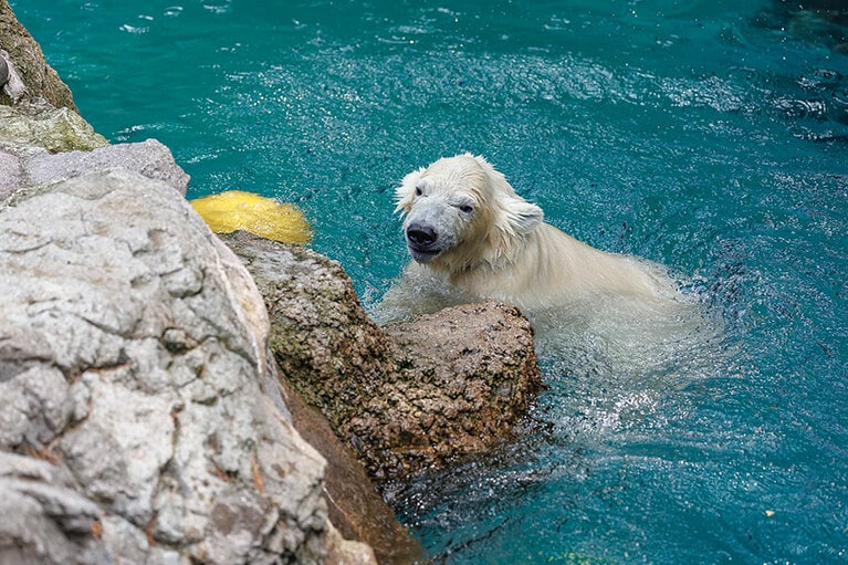 水遊びが大好きなライ。