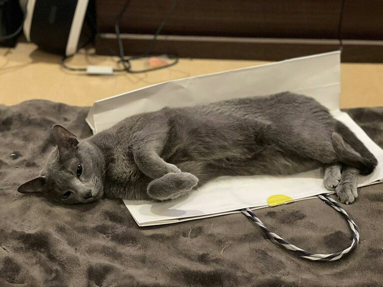 【パンサー・菅さん】うちの子ベストショット②「四角いスペースを見つけるととにかく乗っかりにいくのが猫の素敵な所だと思います」