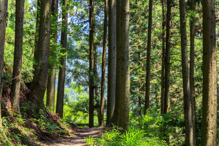 写真はイメージです。写真：kurono/イメージマート