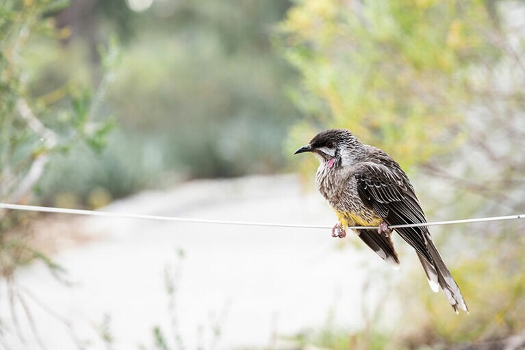 和名は「アカミミダレミツスイ」。耳の小さな肉垂れがかわいい。