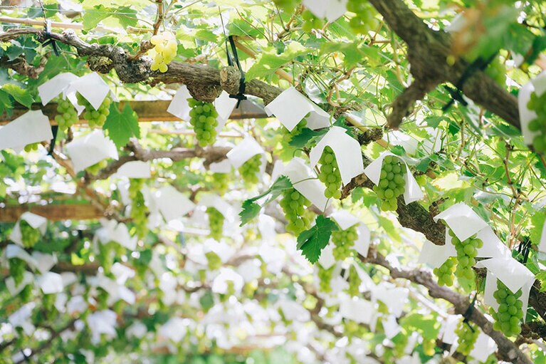 ガラス室の中で育てられるマスカット・オブ・アレキサンドリア。奥は大人気のシャインマスカット。