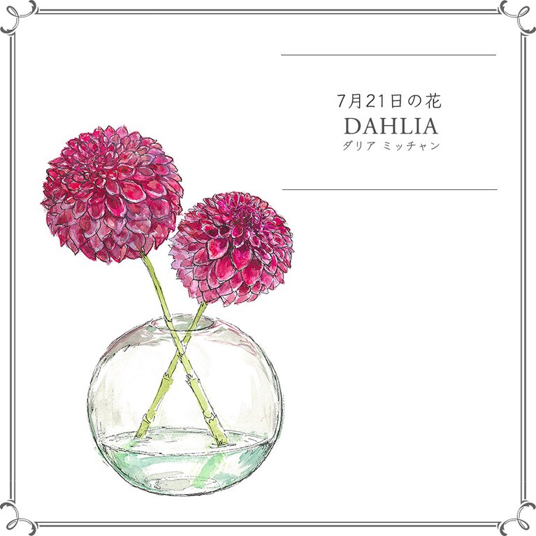 7月21日の花「ダリア ミッチャン」