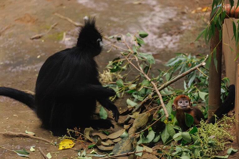 チョコとミント。