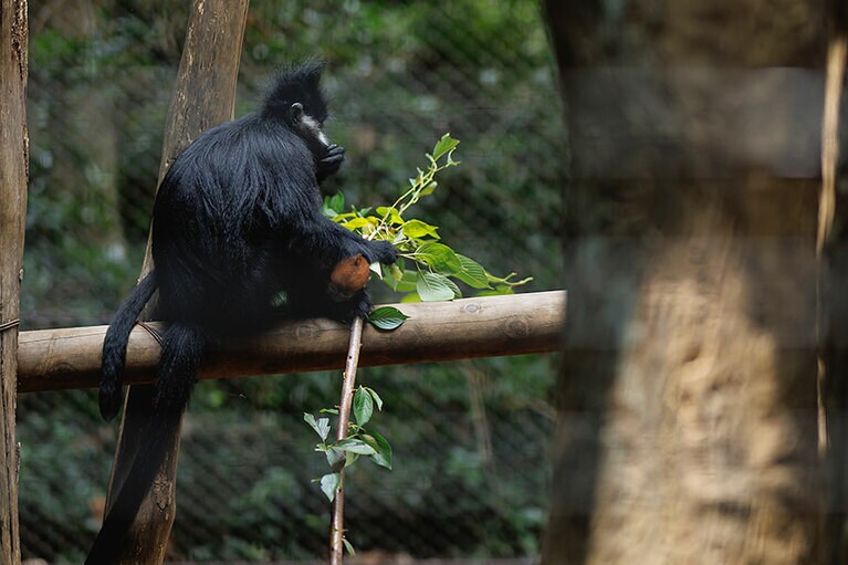 チョコとミント。