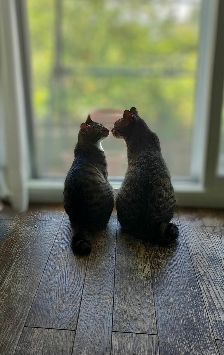 ブランとモモ オス 1歳。仲良しの兄妹猫です。お外を見てた2匹。なんだか後ろ姿に癒やされますした。神々しい。（すがりんさん）。