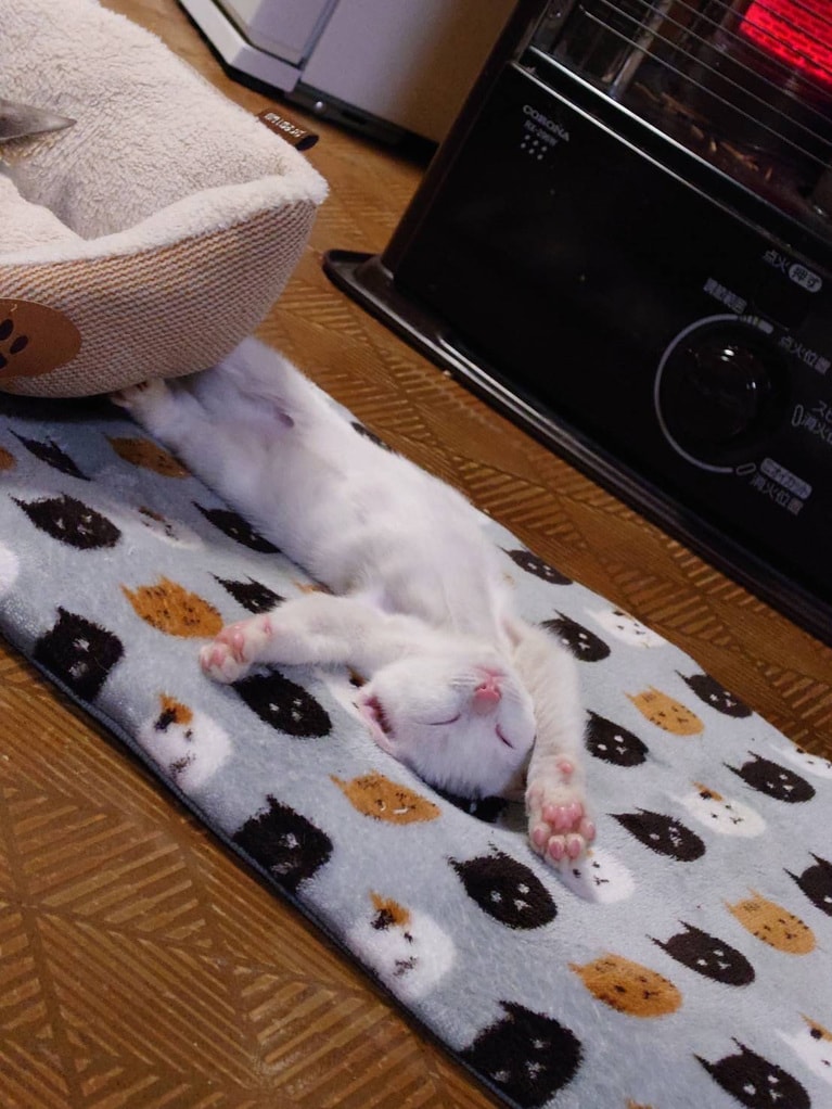 ミコ ♀ 3歳。「ヘソ天！ストーブの前は天国です」（飼い主さんより）。