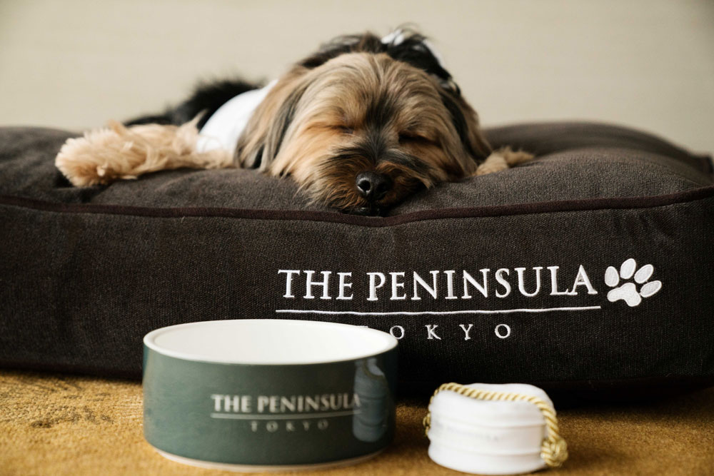 犬用のベッドは、P.L.A.Y. Pet Lifestyle And You製。