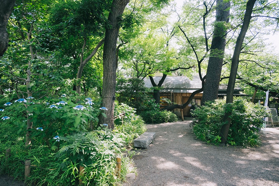あの花の名前、知っていますか? 「らんまん」牧野富太郎博士の邸宅跡 【練馬区】牧野記念庭園で納涼さんぽ | 写真 | 16枚目