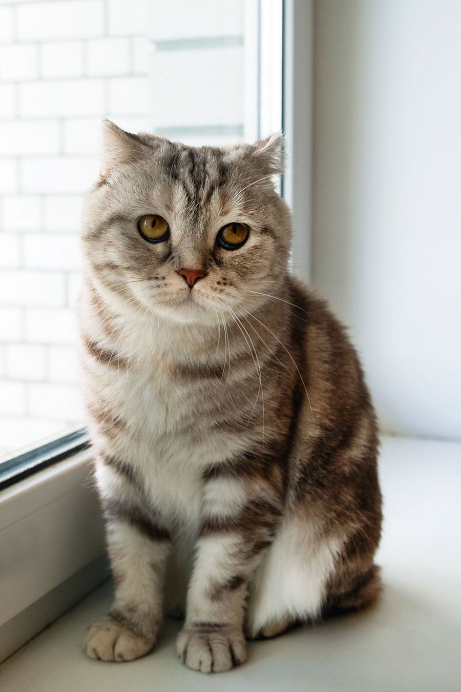 アニコムの「人気猫種ランキング」で16年連続1位に輝いたスコティッシュ・フォールド。猫種別のかかりやすい病気を知っておけば、備えることができる。