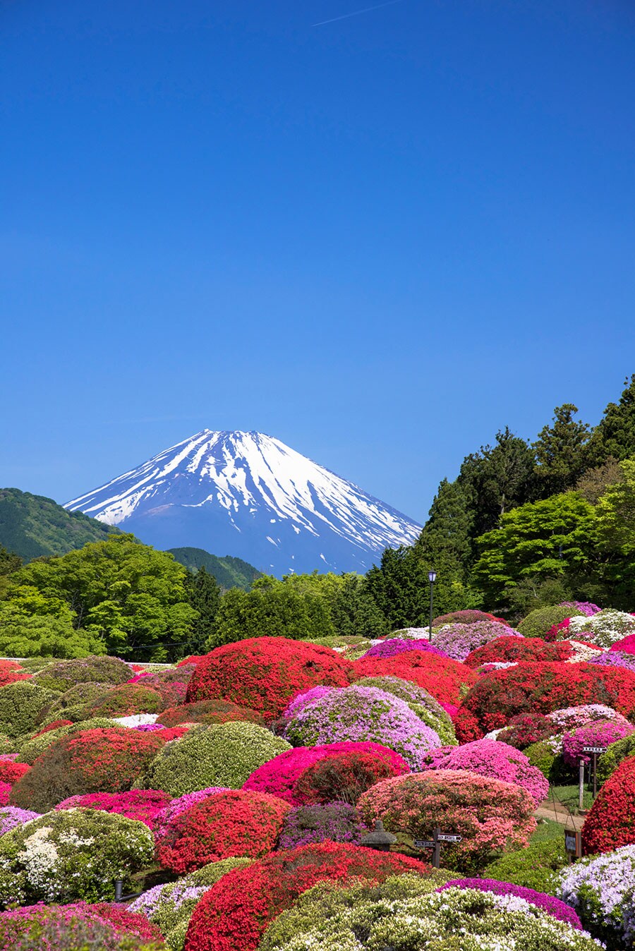 【神奈川県】山のホテルのつつじ。写真：hoyano/イメージマート