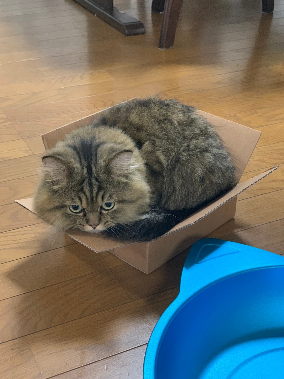 箱の中に上手に納まるレオくん。