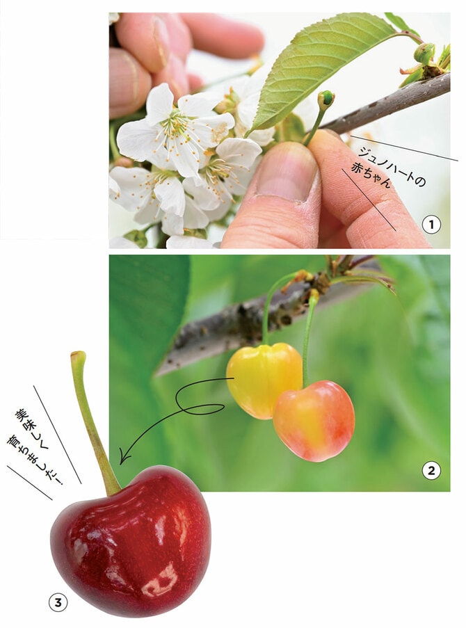 青森の高級さくらんぼ 「ジュノハート」に会いに行く