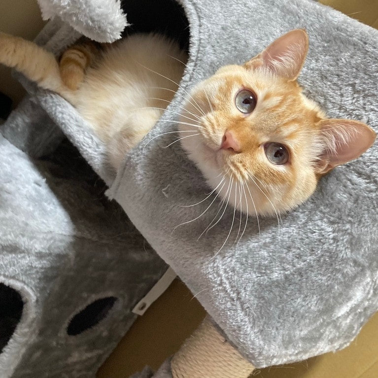 うちの子ベストショット④「ライオネルくんのマイブーム」