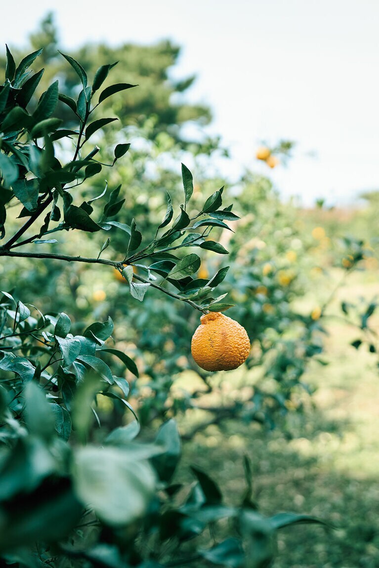 挟才海水浴場そばにあるカフェ「スモールホルダー」。コーヒーの焙煎も行うオーナーのイ・ギチョルさんが営むハルラボン農園「キョンチョン農園」のハルラボンジュース（W6,000）は濃厚で美味。（スモールホルダー）