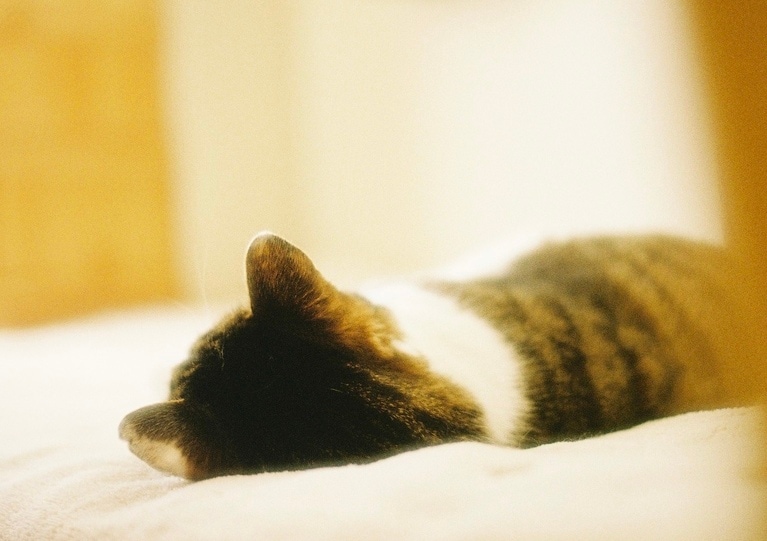 だいふく ♂ 推定11歳。