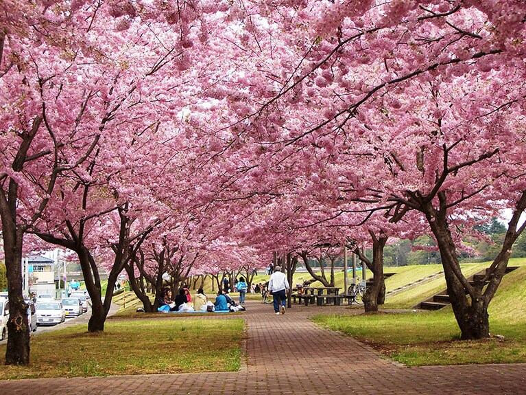 思川桜／栃木県