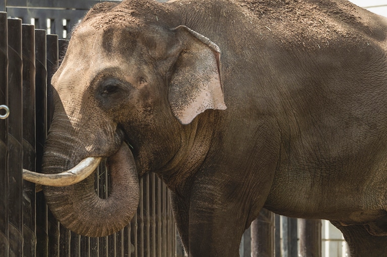 最近導入された自動給餌機から草を食べるインドゾウ。