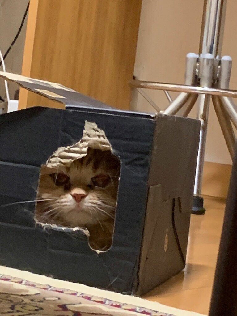 こむぎ メス 2歳。つんでれ（まきさん）。