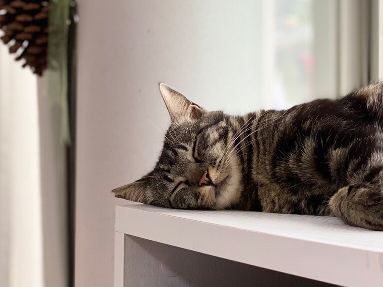 AME ♀ 2歳。兄猫が外で事故にあい亡くなったのを知らないアメちゃんは、大好きな兄を探して探して疲れて寝てしまいました。当時は気の毒で涙がでたこの写真ですが、今は愛くるしい一枚です。