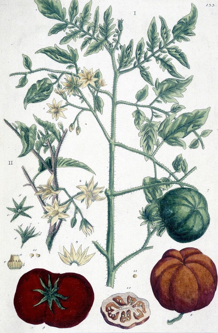 貴族の観賞用だったトマト。確かに初見であまり食べる気にはなれないかも。