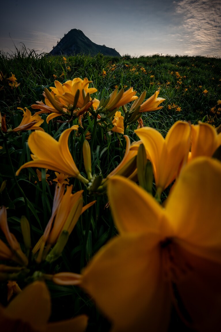 「初夏の佐渡島」　筧 悠里恵 「岬を染める亀」 大野亀。