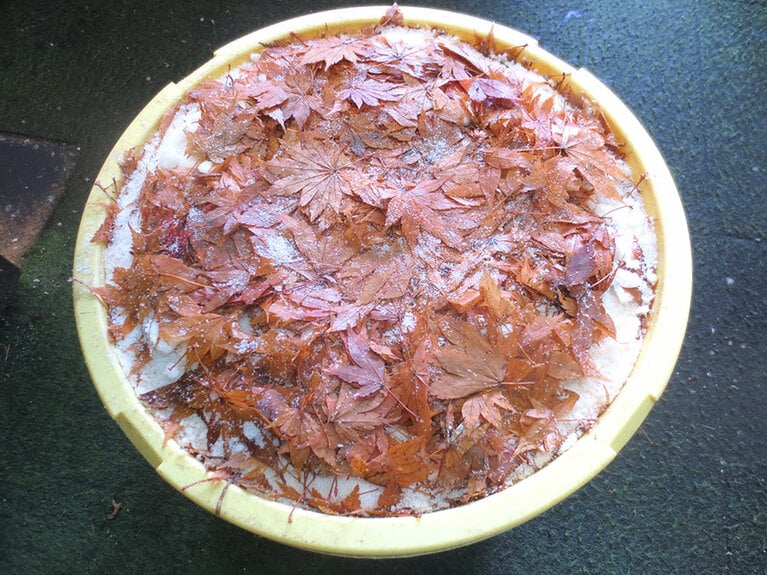 所有している山から色づいた食用のもみじの葉を収穫して水洗いし、1年間塩漬けしたもの。