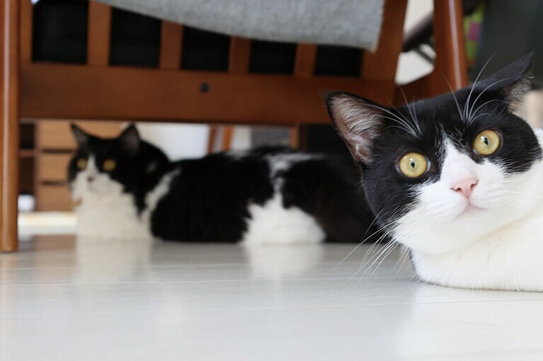 11:00　ゴハンのお知らせ♪　『保護ネコに幸せにしてもらった僕の推しネコ活』（主婦の友社）より