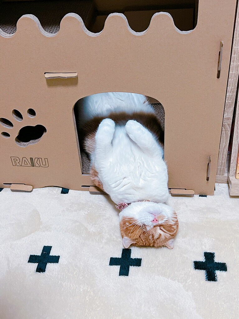 マサムネ ♂ 4歳。ツチノコ？？（purnamaさん）