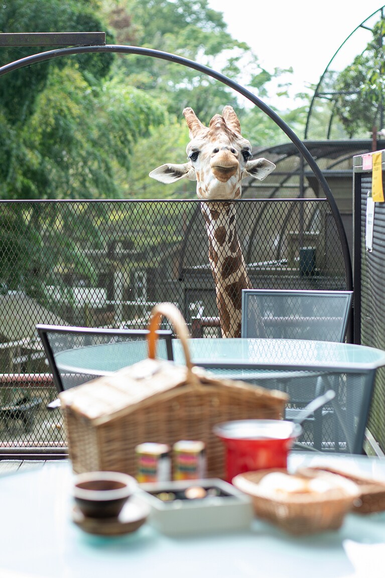 キリンの愛らしい顔を見ながら過ごせる「キリンと朝食」 2,000円。