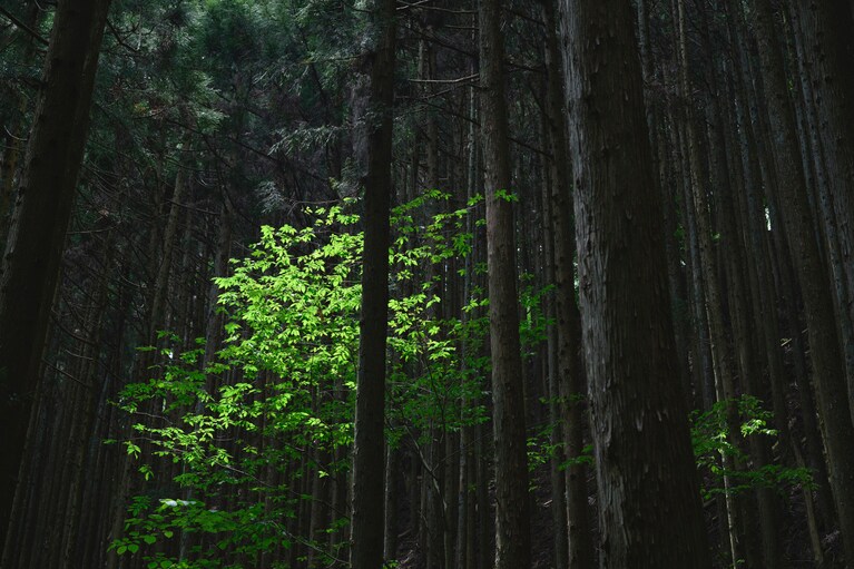 カモシカや熊なども生息するという鳴神山。熊対策はしっかりとしていこう。