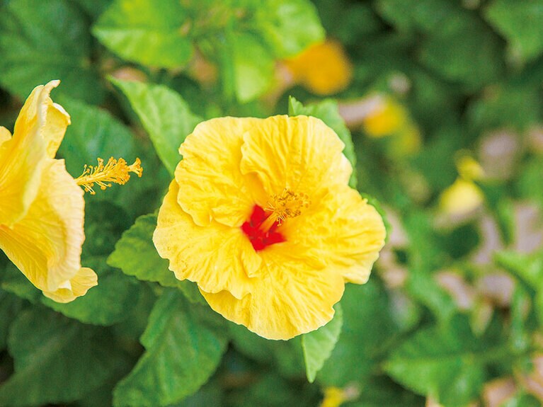 色鮮やかなハイビスカスが園内を彩る。