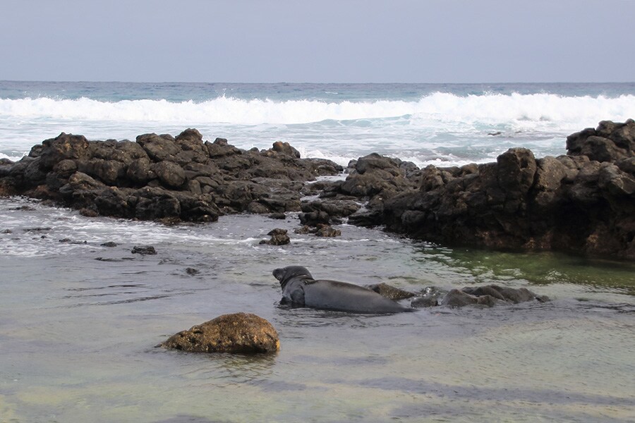 ハワイ固有種のモンク・シールが浅瀬で休んでいた。