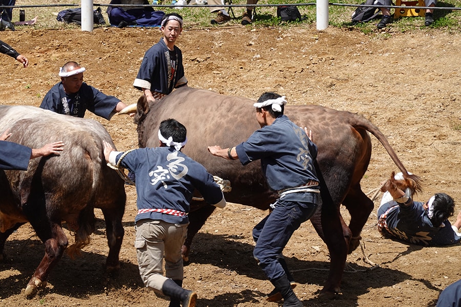 ウシに突き飛ばされて転んでしまう勢子も！