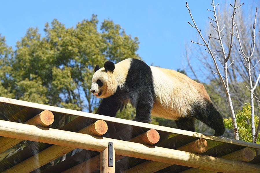 やぐらを歩くシンシン。2024年3月18日（月）（公益財団法人東京動物園協会提供）