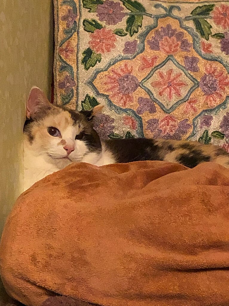 【グランプリNo.3】fluffy ♀ 4歳。快適な居場所を見つけるのが天才的な彼女。今日も良い場所見つけました。