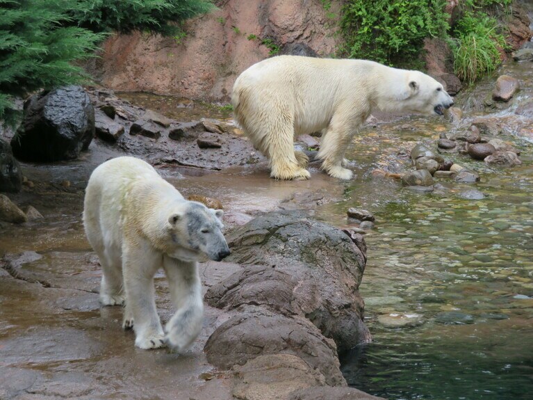 ツヨシとジャンブイ。2018年5月撮影。