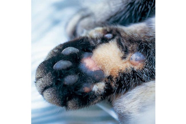 マダラ（指球暗色多）　気まぐれなアーティスト【ピクルスタイプ】。