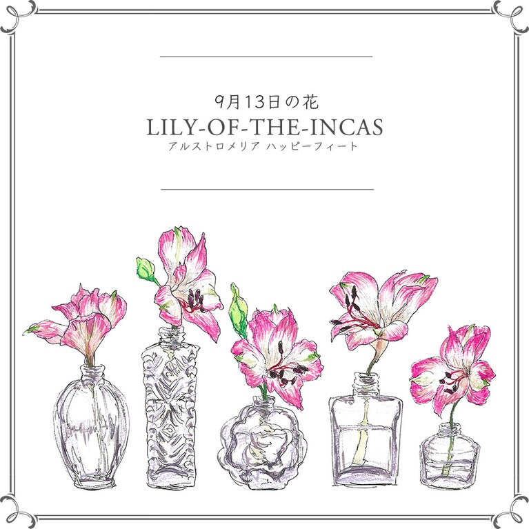 9月13日の花「アルストロメリア ハッピーフィート」