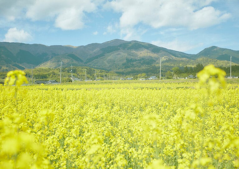 菜の花シンボルロード／岡山県