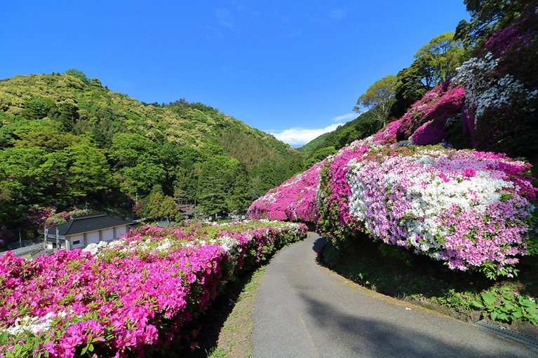 【島根県の春の絶景より】三隅公園のツツジ。