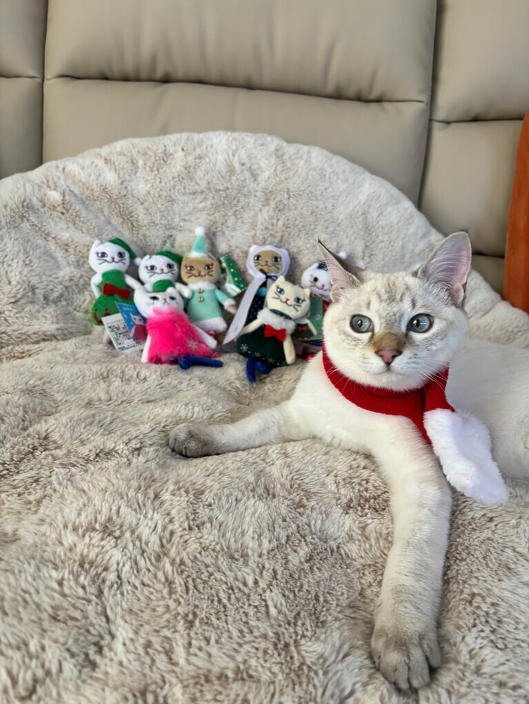 マロン ♂ 5カ月。ぼくのおともだち、いっぱいいるね！（jasmineさん）