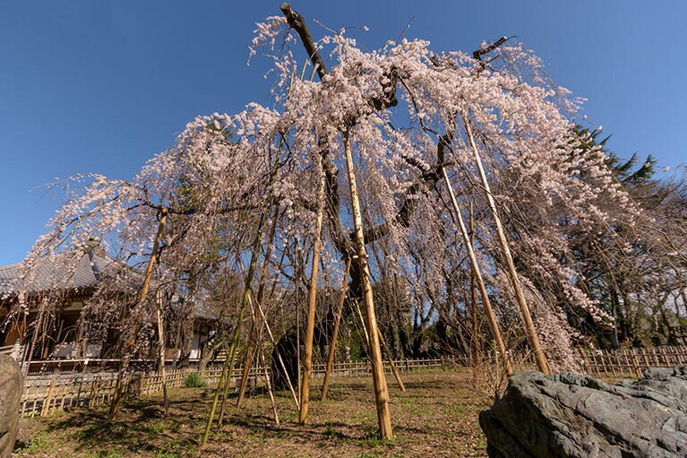 【千葉県】真間山弘法寺の伏姫桜。写真：GYRO_PHOTOGRAPHY/イメージマート